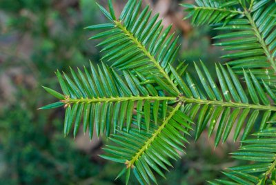 Torreya nucifera - toreja japonská - jehlice